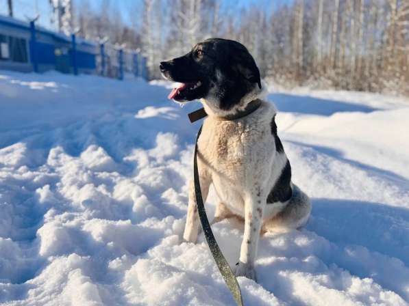Очень умная и благодарная собака Герда ищет семью! в Москве