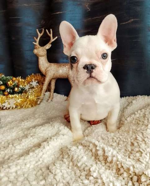 Французский бульдог в Уссурийске фото 7