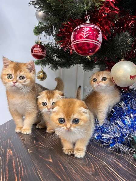 Британские котята купить в Краснодаре фото 6