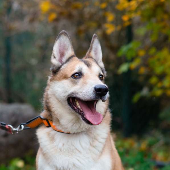 Красивый активный пёс Маффин ищет дом в Санкт-Петербурге фото 14