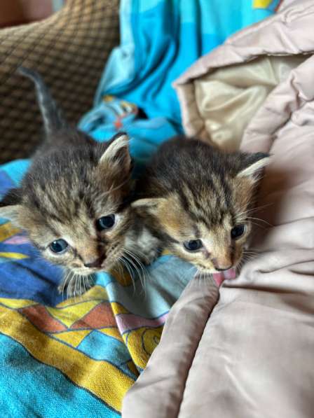Отдадимкотят в добрые руки мальчик и девочка