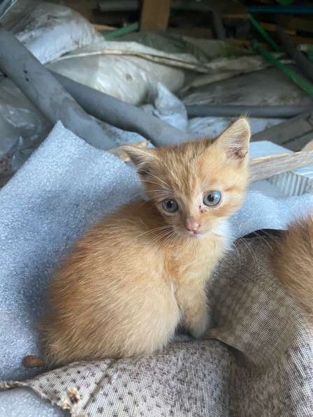 Котята в Калининграде фото 4