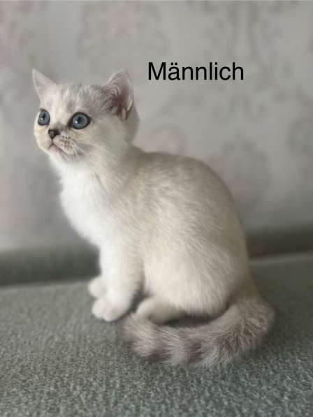Reinrassige BKH Kitten mit blauen Augen в фото 15