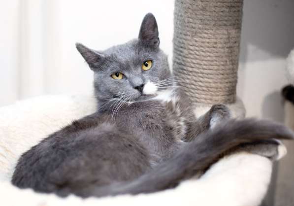 Русский голубой ласковый кот Амур в дар в Москве фото 3
