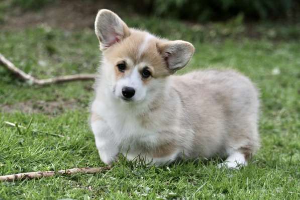 Вельш корги пемброк в Москве