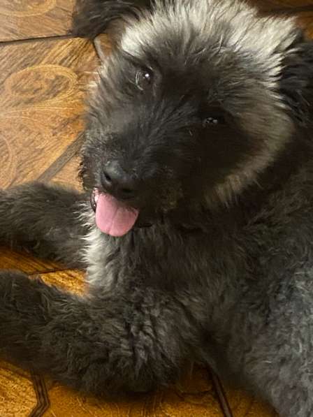 Красивая, умная, добрая в Рязани