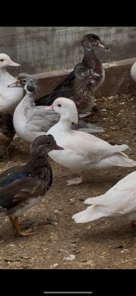 Утки в Москве