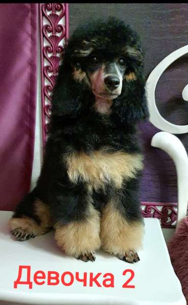 Пуделята фантомы щенки в Москве фото 9