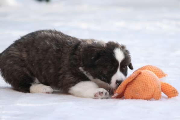 Щенок вельш корги кардиган в Москве фото 10