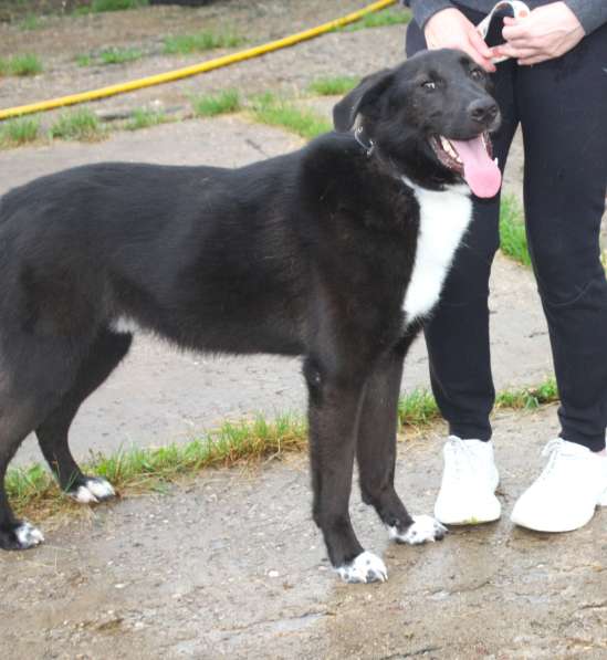 Собака-компаньон Туман мечтает о семье и доме!!! в Москве