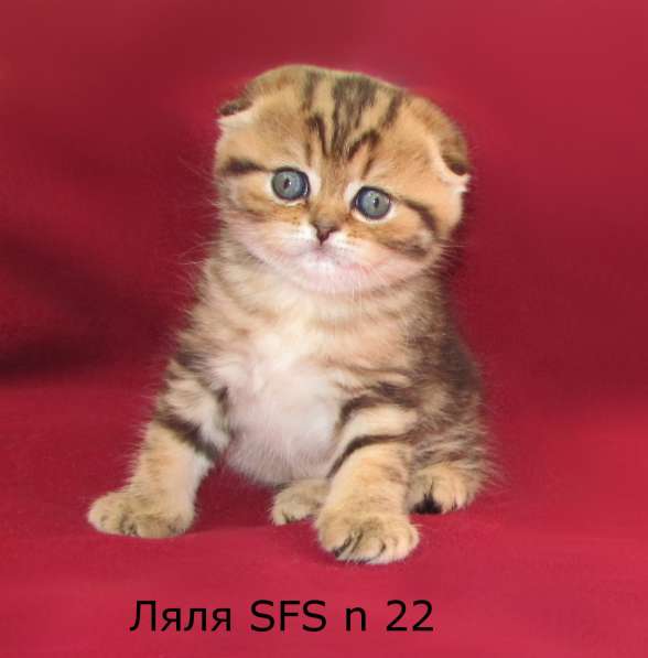 Шотландские котята из питомника