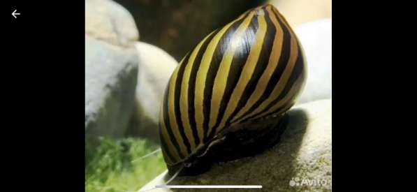 Аквариумные рыбки в Москве фото 3