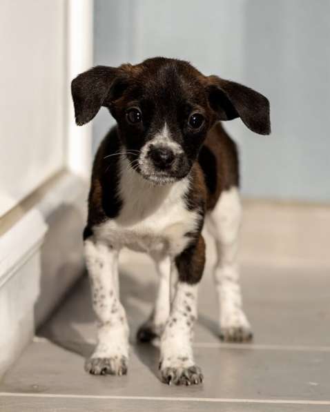 Пять маленьких сердец ищут дом в Москве фото 7