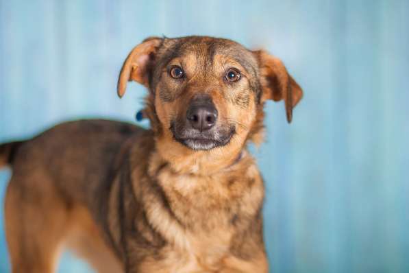 Собачка Симона (просто прелесть) в добрые руки в Москве фото 3