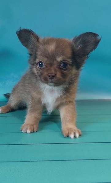 Chihuahua. Lilac sable boy