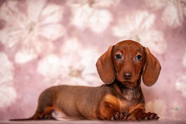 Клубные щенки рыжики в Москве фото 3