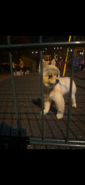 Взрослый шпиц