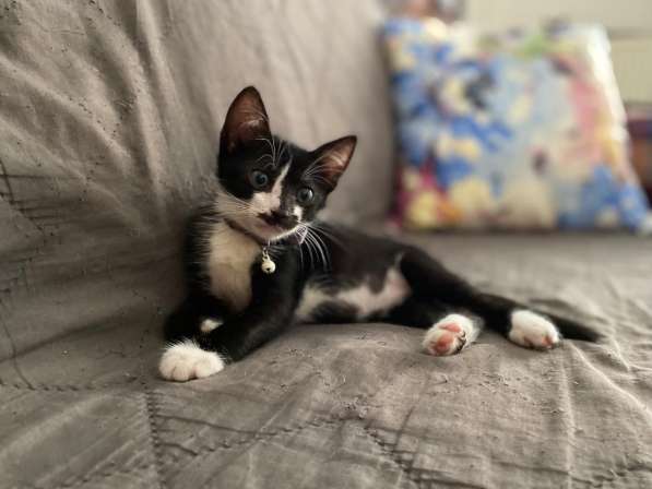 Черные котята-малыши ищут дом в Санкт-Петербурге фото 4