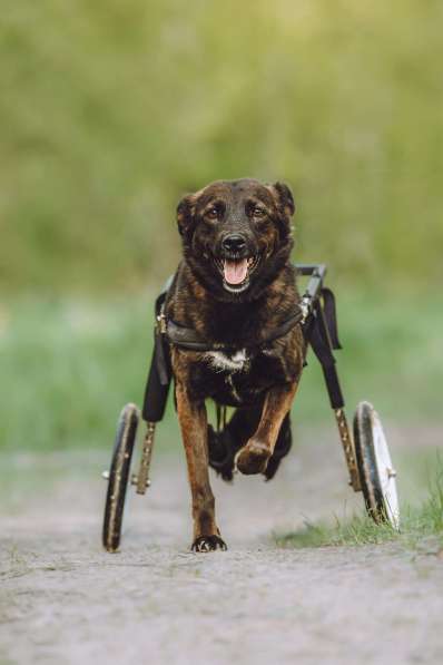 Маленькая собачка-спинальник Кения в самые добрые руки в Москве фото 8