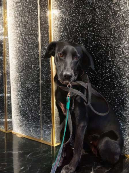 Собака нереальной красоты в Санкт-Петербурге фото 13