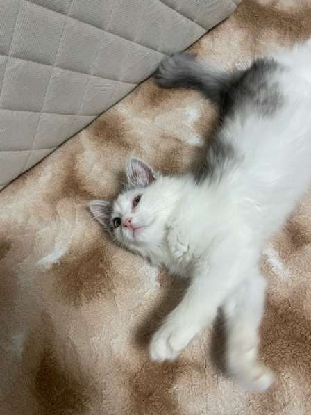 Кошечка в добрые руки