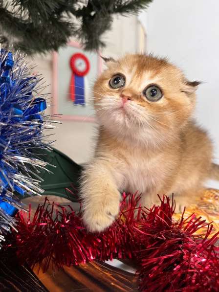 Британские котята купить