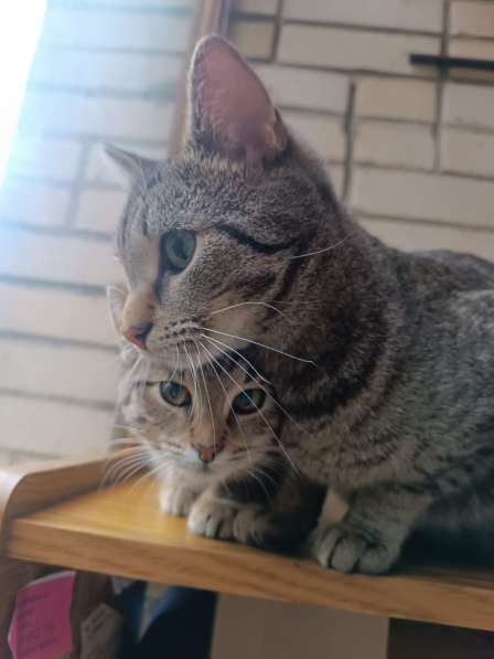 Котята - подростки ищут дом в Москве фото 7