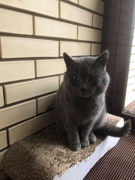 Пристраиваем кота