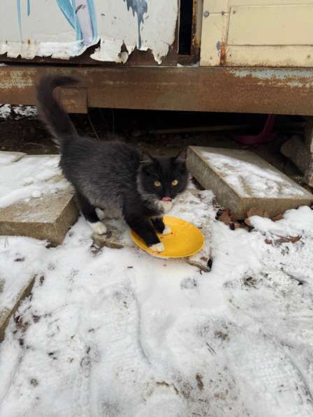 Спасите котят в Москве