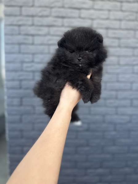 Щенки шпица в фото 6