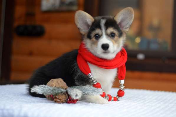 Щенок Вельш Корги Пемброк