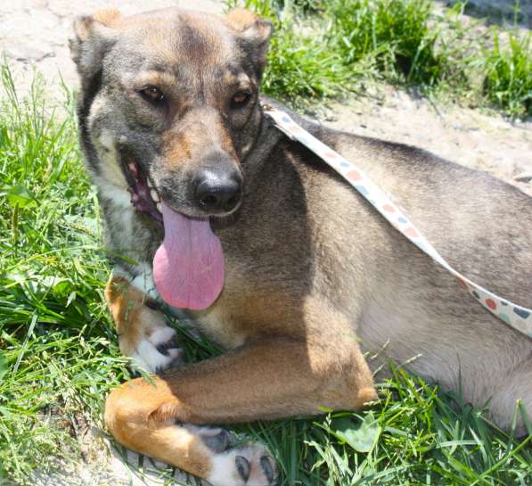 Ласковая, добрая, жизнерадостная, умненькая собака Стеша ище в Москве фото 5