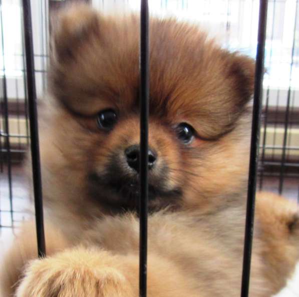 Щенки-Немецкий Малый Шпиц в Рыбинске фото 9