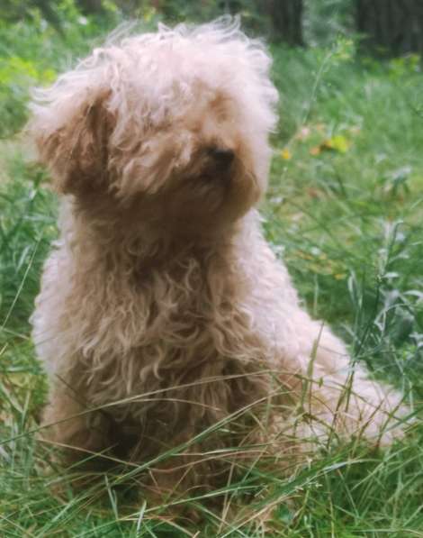 Той пудель. Apricot в фото 3