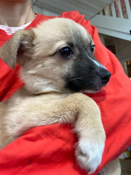 Трогательный щенок от маленькой собачки в Санкт-Петербурге фото 15