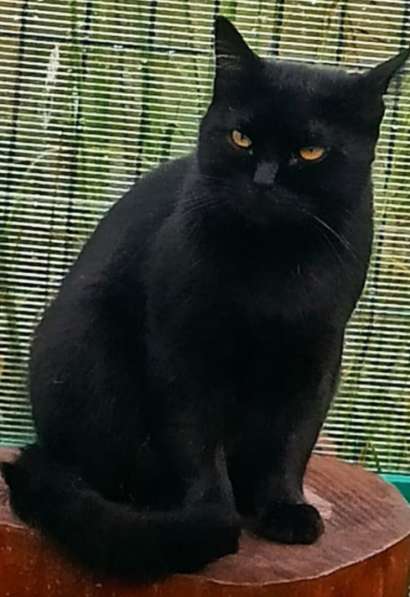 Воспитанный златоглазый котофей в Санкт-Петербурге фото 9