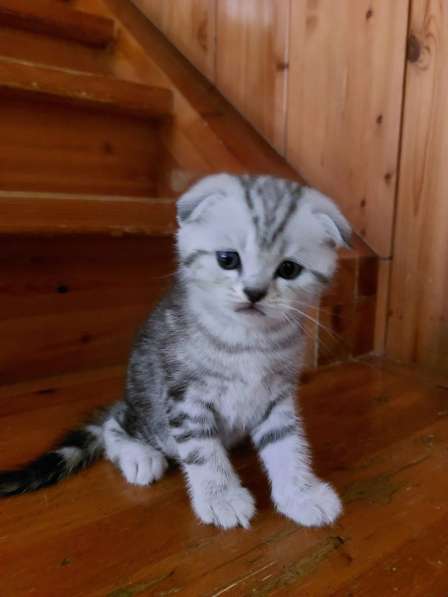 Шотландские котята в Красногорске фото 7