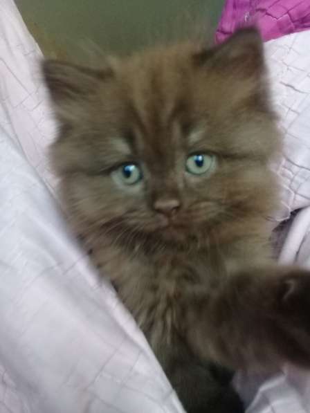 Шотландские котята в Санкт-Петербурге фото 26