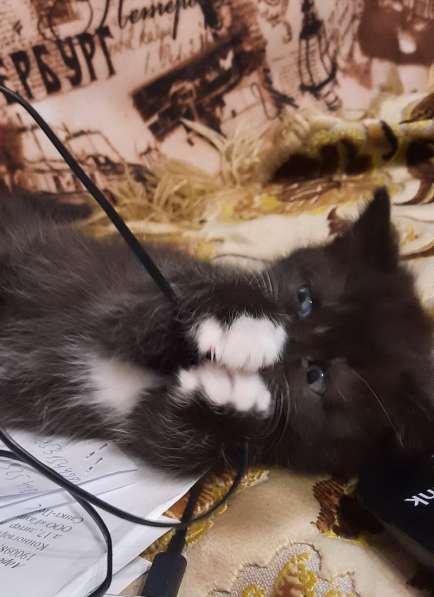 Котята темненькая девочка с белыми лапками и манишкой метис в Гатчине фото 5
