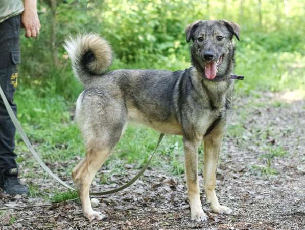 Улыбчивая собачка с рыжими ушками-огоньками в Санкт-Петербурге фото 18