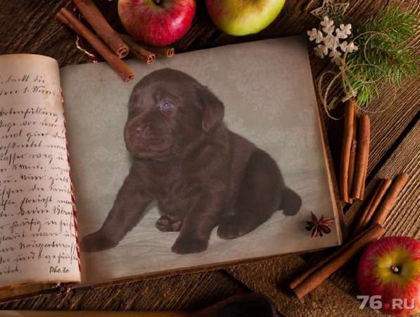 Шоколадный щенок лабрадора в Ярославле фото 3