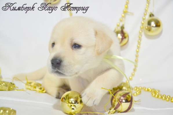 Щенки лабрадора из питомника в Белгороде фото 33