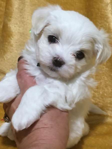 Малыши МАЛЬТЕЗЕ (мальтийская болонка)