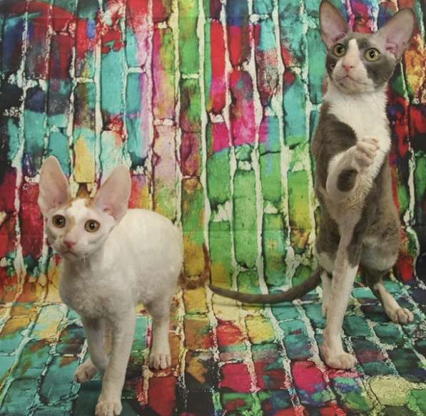 Котята и кошки корниш-рекс - радость в доме в Москве фото 6