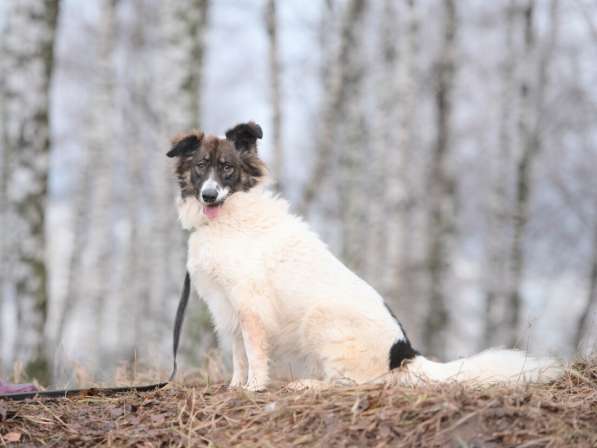 Пушистая красавица Электра ищет семью