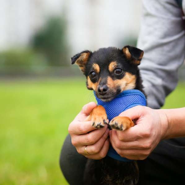 Крошечная собачка в ответственные руки в Санкт-Петербурге фото 6