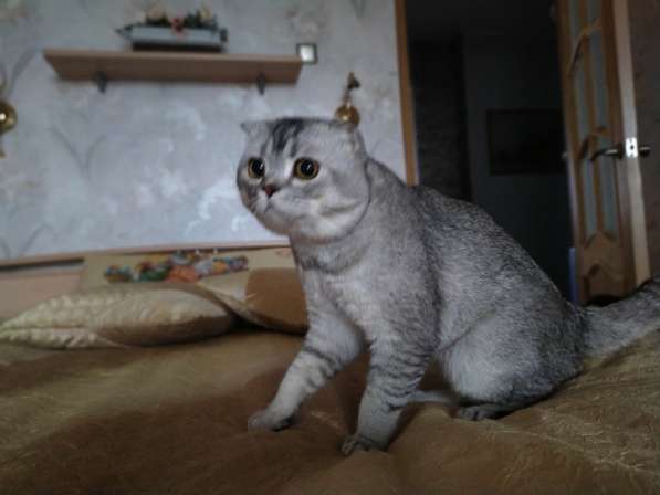 Вязка Шотландского кота в Костроме фото 4