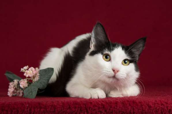 Ищет дом котенок турецкого вана Маня в Москве фото 3