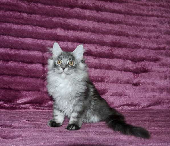 Свободны шикарные котята мэйн-куны редких окрасов в Москве фото 13