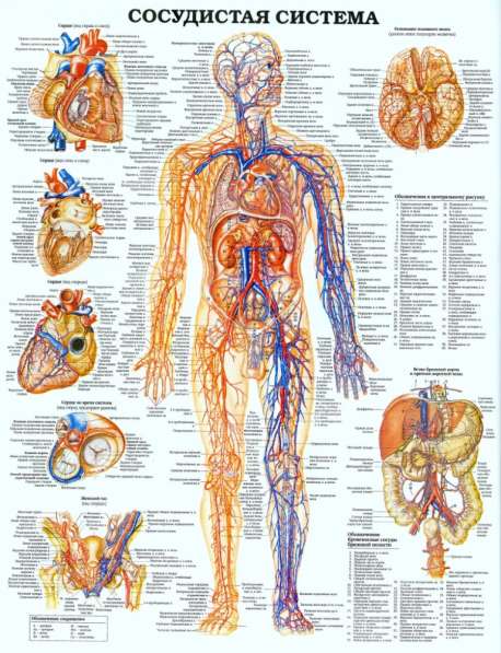 Анатомия. Учебные плакаты (комплект 40 плакатов) в фото 9